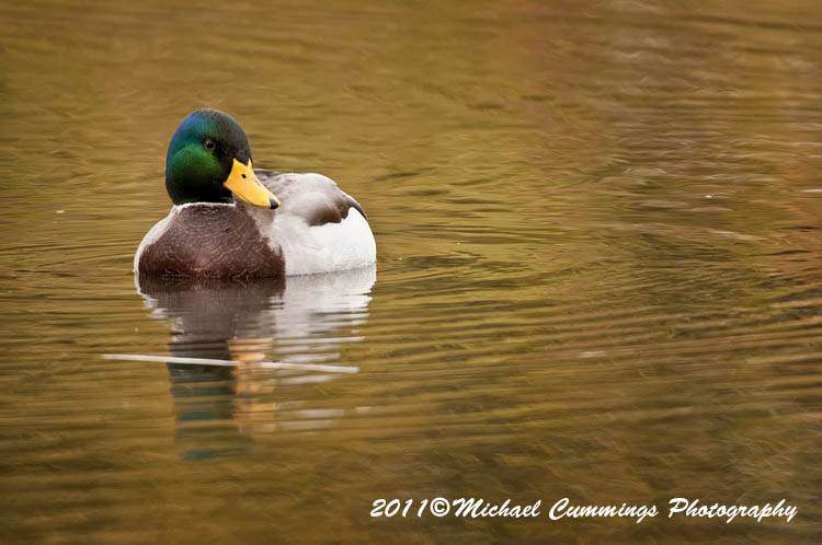ducks