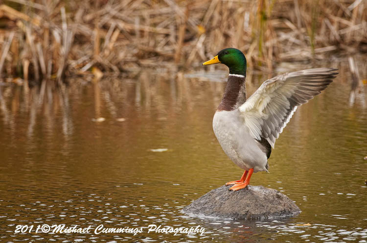 ducks