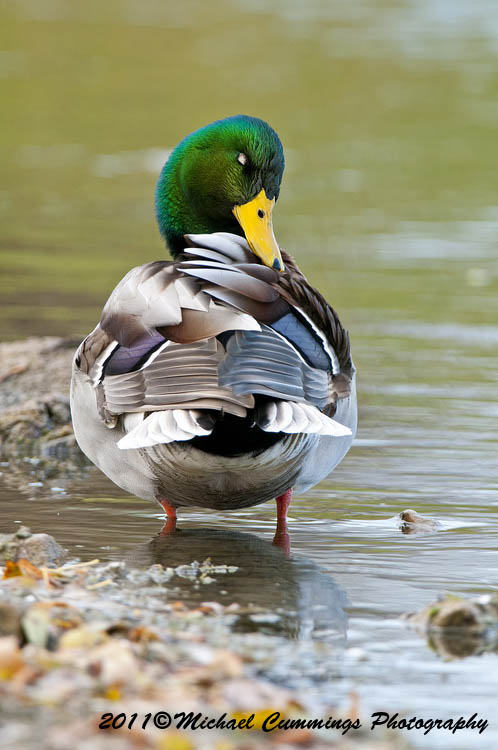 ducks