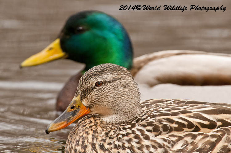 ducks