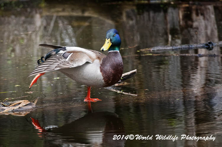 ducks