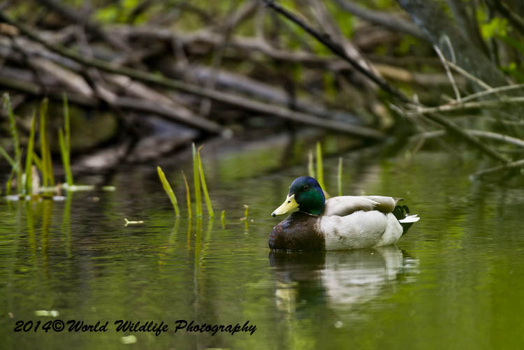 ducks