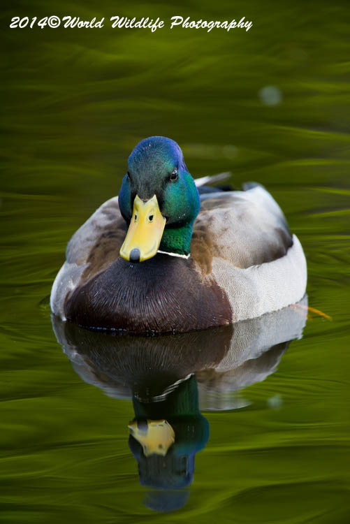 ducks