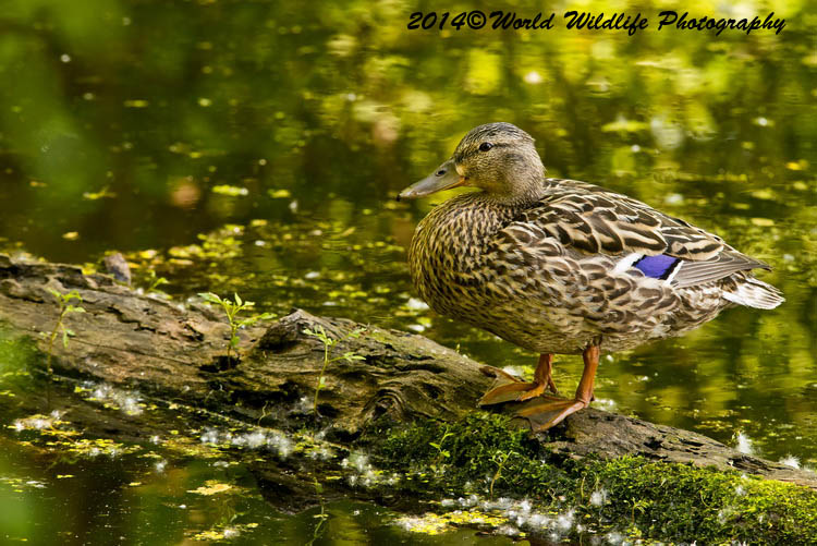 ducks