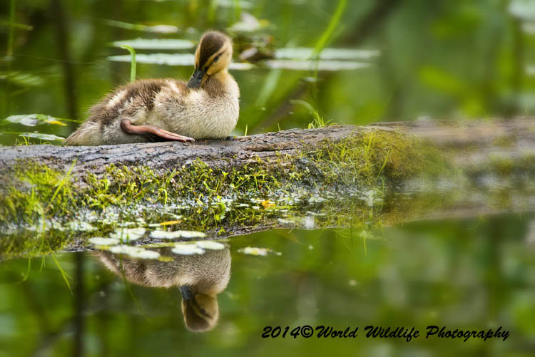ducks