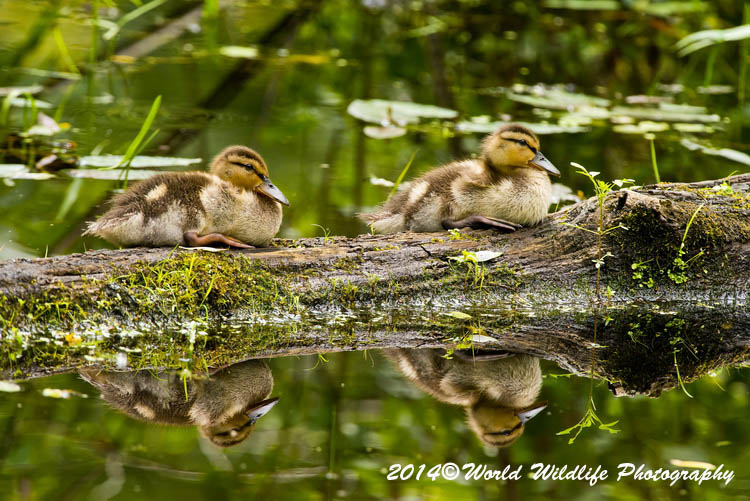 ducks