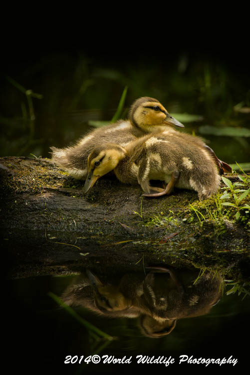 ducks