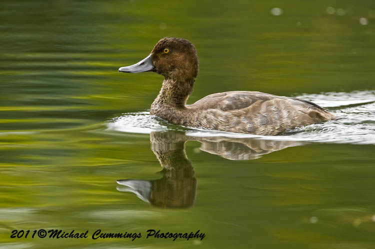 ducks
