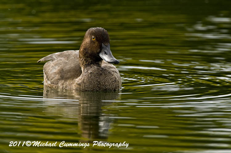ducks