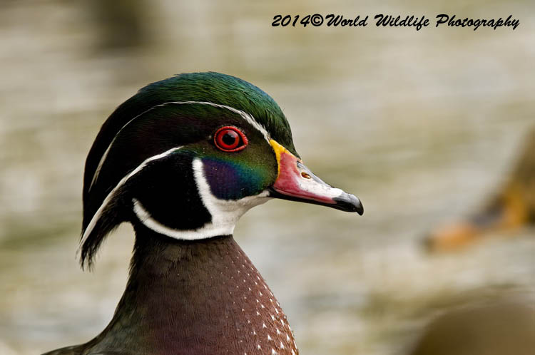 ducks