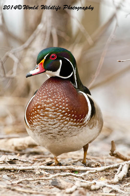 ducks