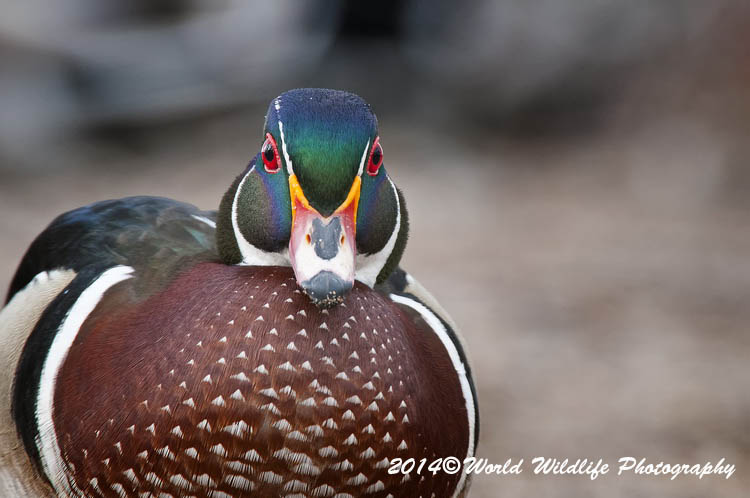 ducks