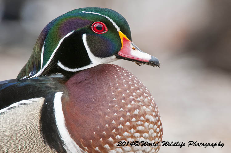 ducks