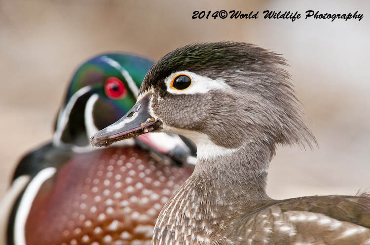 ducks