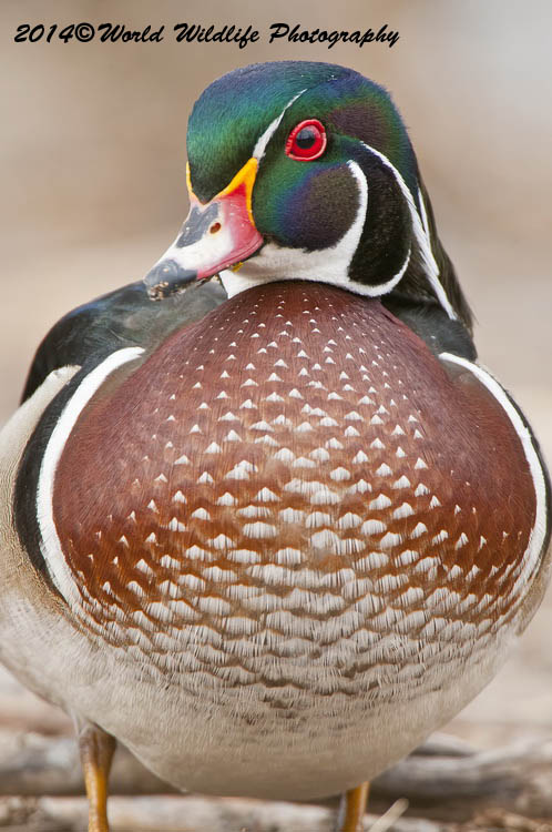 ducks