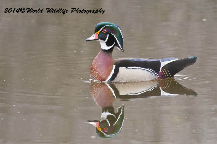 ducks