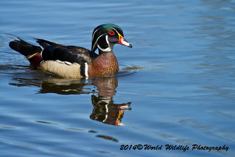 ducks