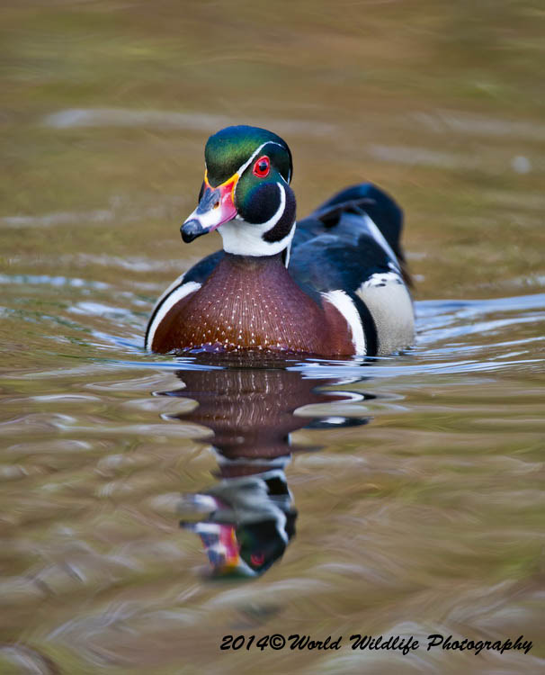 ducks