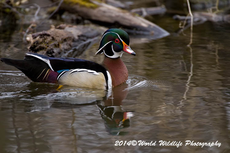 ducks