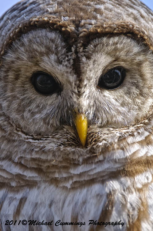 owls