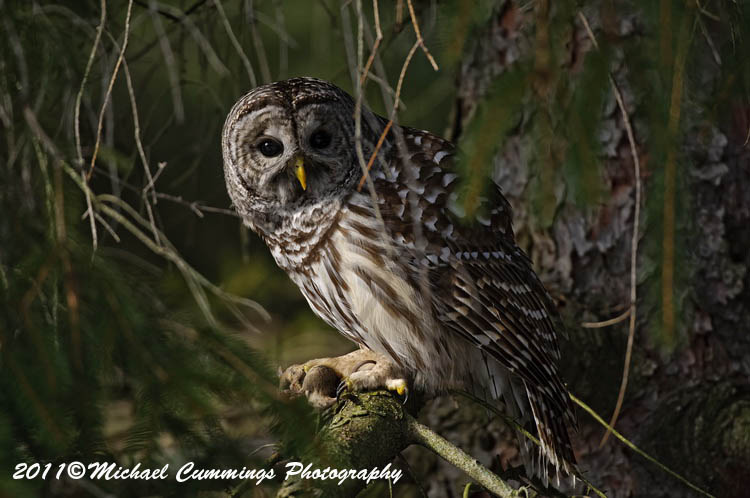owls