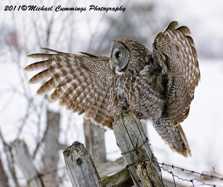 owls
