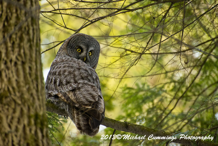 owls