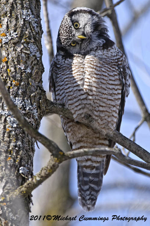 owls