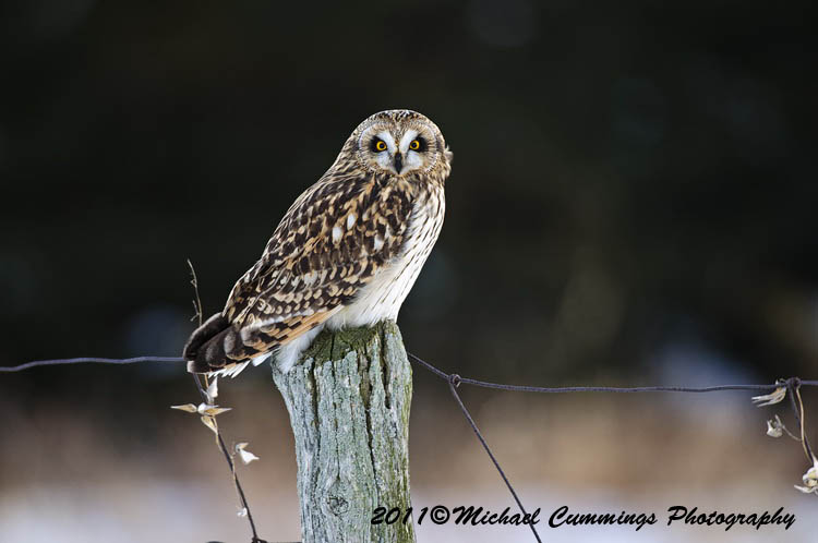owls