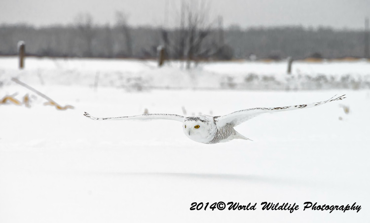 owls