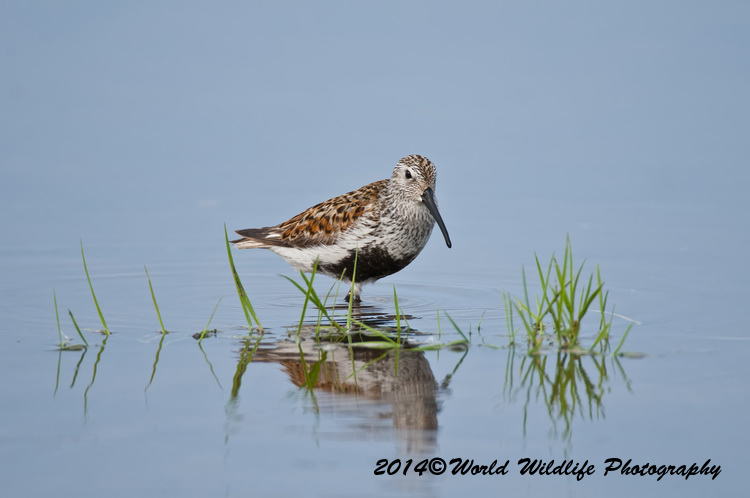 Shore Birds