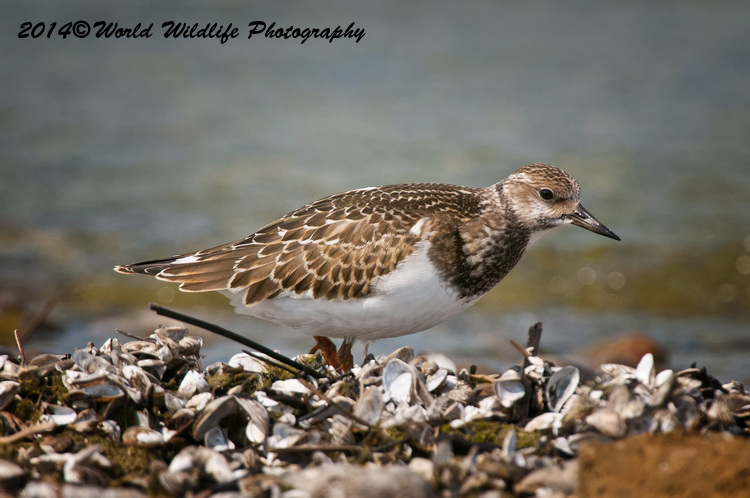 Shore Birds