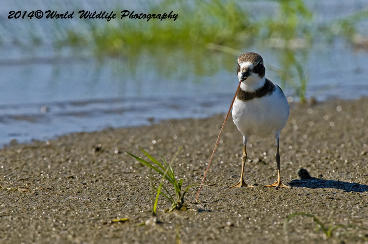 Shore Birds