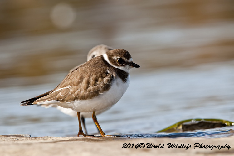 Shore Birds