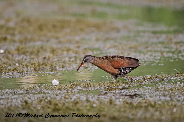 Shore Birds