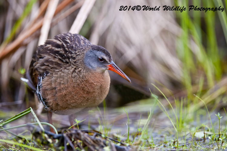 Shore Birds