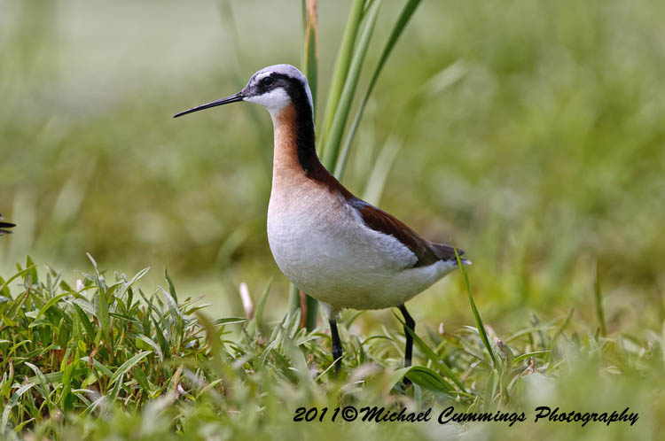 Shore Birds