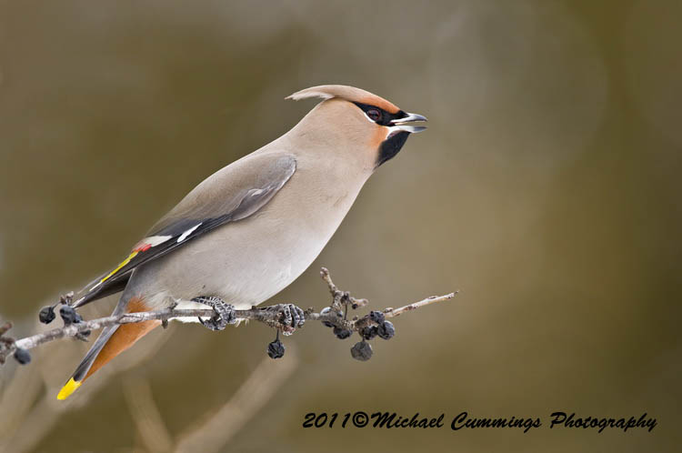 Small Birds