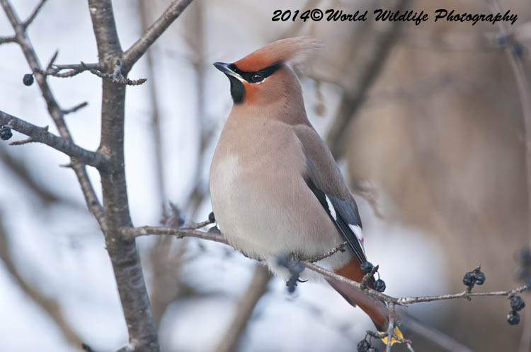 Small Birds