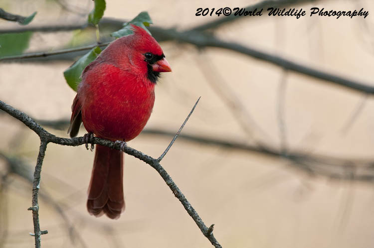 Small Birds