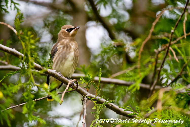 Small Birds