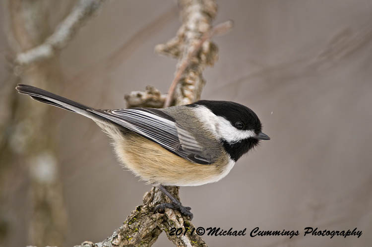 Small Birds