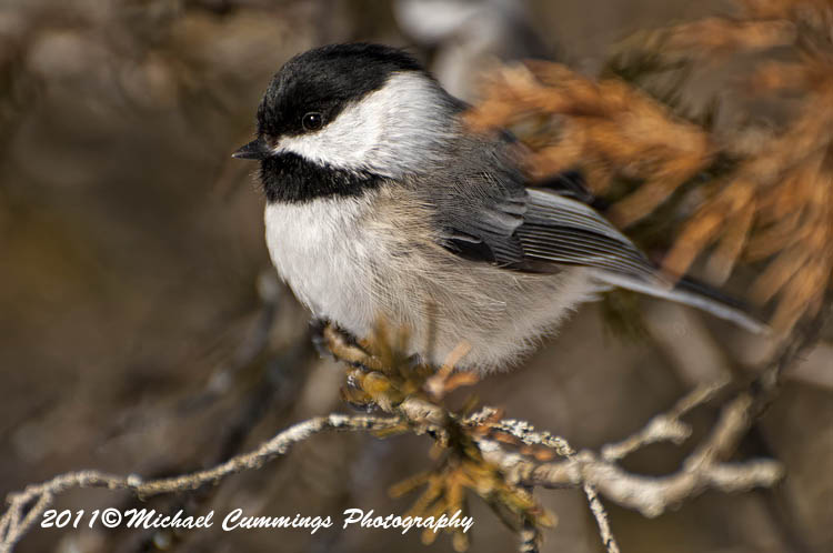 Small Birds