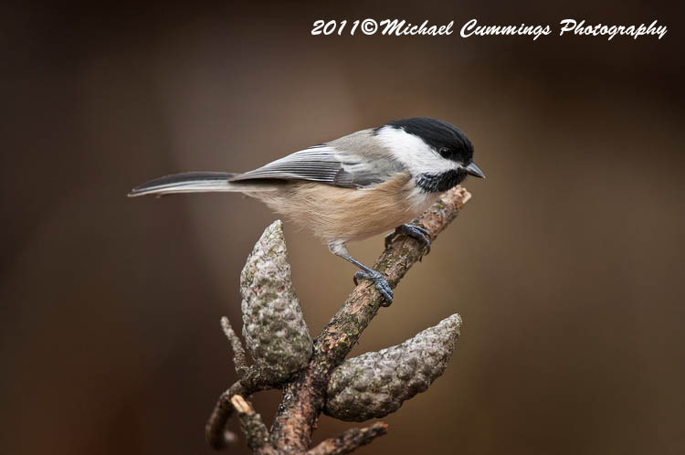 Small Birds