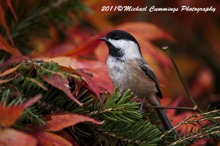 Small Birds