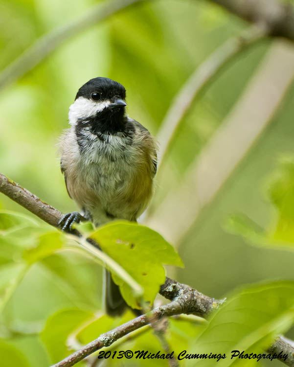 Small Birds
