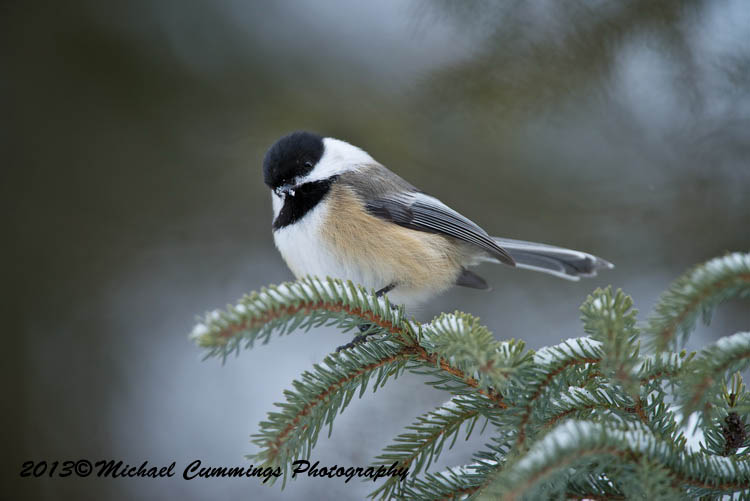 Small Birds