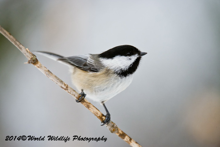 Small Birds
