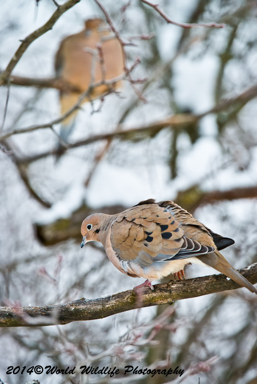 Small Birds