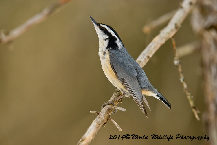 Small Birds